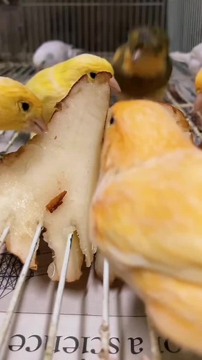 Beautiful Canary Singing | Canary Birds Chirping Joyfully