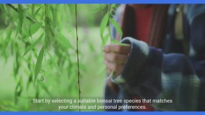 Creating and Maintaining a Bonsai Garden