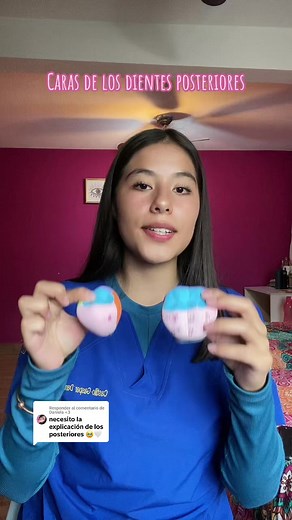 Caras de los Dientes Posteriores: Anatomía Dental