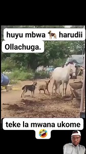 Hilo linaitwa teke la mwana ukome,mama mkanye mwanao a.k.a back to factory setting kick 😂😂😂 | Ollachuga OG
