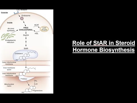 Steroidogenesis Explained: Cholesterol Transport and the Role of StAR