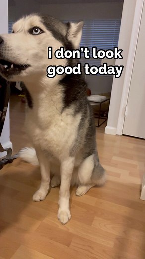 Grooming Tips for Huskies: Keeping Your Pets Camera-Ready