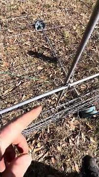Hog trap with easiest and best trigger ever!!