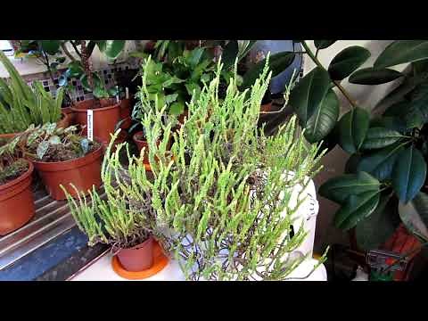 How to Care for & Grow Crassula muscosa (The Watch Chain Succulent)