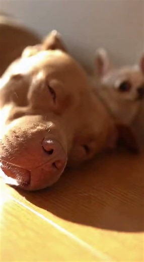 Chihuahua Gets Stuck Behind Sleeping Pitbull#shorts