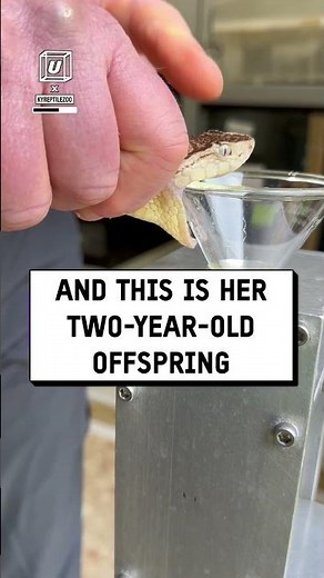 Extracting venom from a snake 😳🐍 🎥: kyreptilezoo via BViral