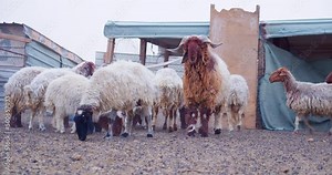 sheep staring at the camera in confusion with a background of many other sheep behind them