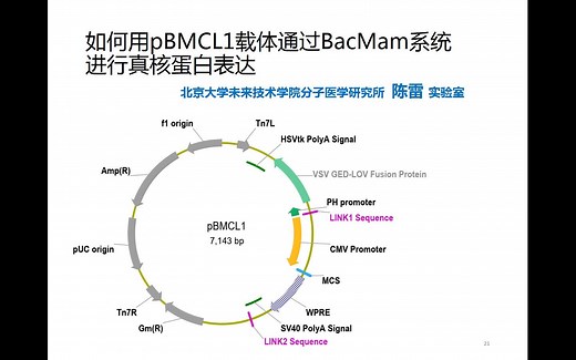 如何使用pBMCL1载体通过BacMam系统进行真核蛋白表达