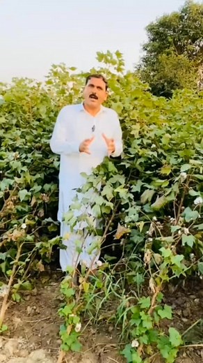 56K views · 1.1K reactions | Simodis k 2 spray k bad, ap aab bhe dekhen isky inqilabi results, Fasal Thrips aur sabz teelay se mehfooz aur milay #HarChunaiSayBharpoorKamai #NayaSawera pe dastiyaab hai. #HarchunaiSaybharpoorKamai #simodis #SyngentaPakistan #NayaSavera Syngenta | Hum Kissan Hamara Pakistan2 | Facebook