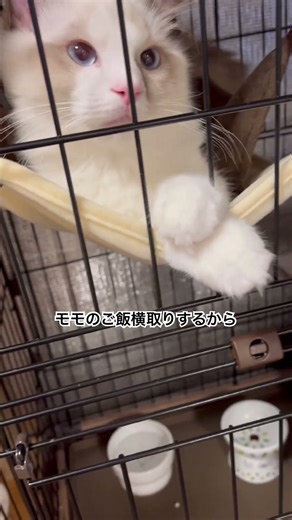 ソラくん#cat#猫#ラグドール#ハチワレ