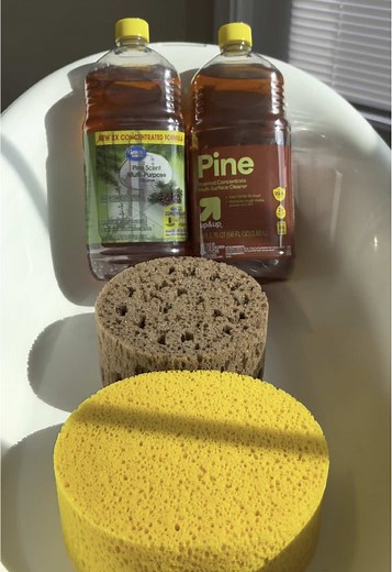 Discovering the Joy of Sponge Squeezing with Pine Aromas