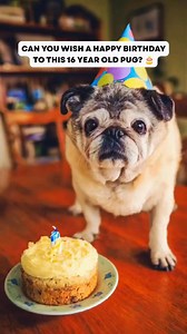 Drop a 🎂 to say happy birthday to this adorable senior pug! #pug #pugs #birthday | It's a Pug Thing