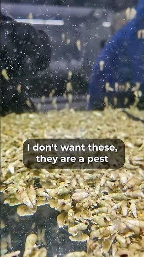 Malaysian Trumpet Snails | Benefits of MTS