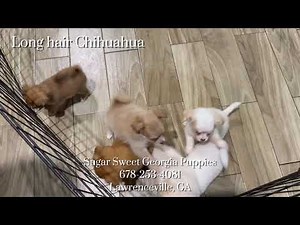 Long Haired Chihuahua Puppies For Sale