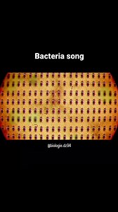 Bacteria song 😂😅 Rise of the bacteria | Biologie Biology