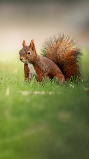 Adorable Wild Animals - Which One is Your Favorite?