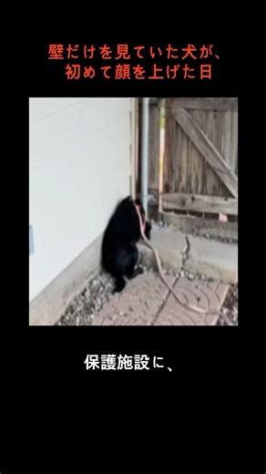壁だけを見ていた犬が、初めて顔を上げた日#保護施設の犬 #犬の救助 #感動実話 #動物保護 #犬の譲渡