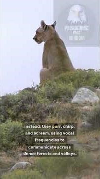 NOT YOUR AVERAGE HOUSE CAT! 😼🐾 #puma #facts #sciencefacta #didyouknow #shorts