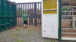 ELEPHANT BUSINESS INC, September 28. 2023. The crate conditioning of Anak & Sanjay. Karen and Ciaran can be seen teaching Kabir the process of calming him through the conditioning procedure. While James and Albert do exactly the same with his mother in the larger container. This conditioning and choreographing has been proctise for over 12 months leaving nothing to chance that the elephants will be ready for thier journey. Hats off to you all guys jod well done. | Elephant business Inc