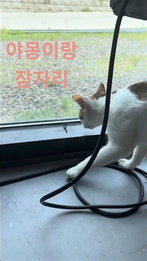 #야몽이#사냥놀이#고양이일상#고양이브이로그#고양이 동영상#cat#고양이놀이#고양이 놀이터