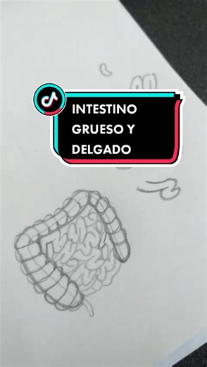 Tutorial para dibujar el intestino grueso y delgado en medicina