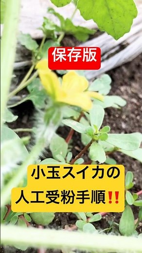 小玉スイカの人工受粉手順‼️#家庭菜園 #農業初心者 #スイカの人工受粉#スイカ栽培