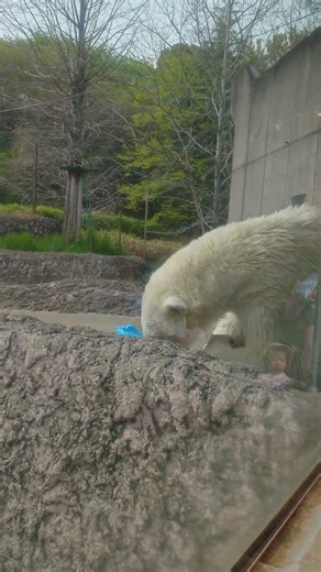 ポロロ(とくしま動物園)３１３３ 少し横になろうかな