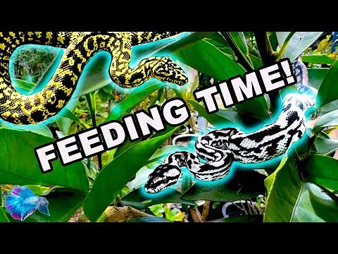 FEEDING PET SNAKES! Australian Pythons! 🐍