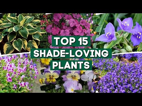 15 Shade-Loving Plants That Are Perfect For Your Garden! 👌🌿💚 // PlantDo Home & Garden