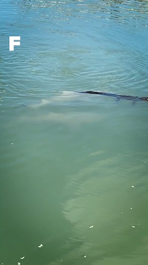 20K views · 113 reactions | 麗 Une rencontre aussi rare...