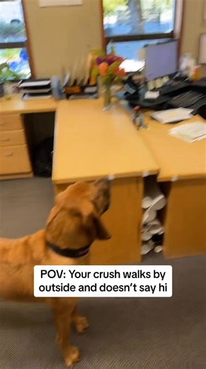 52K views · 1.7K reactions | I have to get her away from windows 臘‍♂️ #blo...-344 #bloodhoundsoftictok | Zach Burnham | Facebook