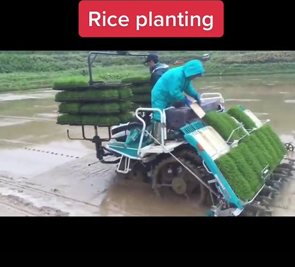 Rice planting repost 09ginnta ytube #plants #fy #rice