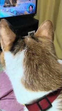 《あぁみんなの動物園》のワカメㄘゃんを(๑º ㅅ º ๑)じぃ…と見た後毛布の中へ😺 #cat #三毛猫 #みぃの小部屋 #tortoiseshell cat