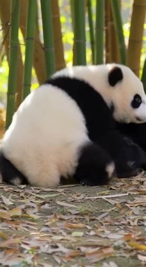Baby Panda Bamboo Fight 🐼🎋 #competencia #confrontation #survival