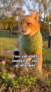 Is Your Cat Sick or Is It Allergies? 🤧🐱