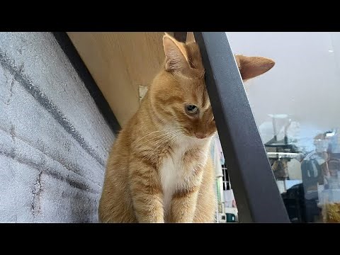 The Most DRAMATIC Cats Ever! 😂 Funny Cat Videos 2025