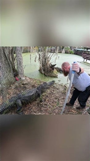 Feeding Huge Alligators Up Close #shorts