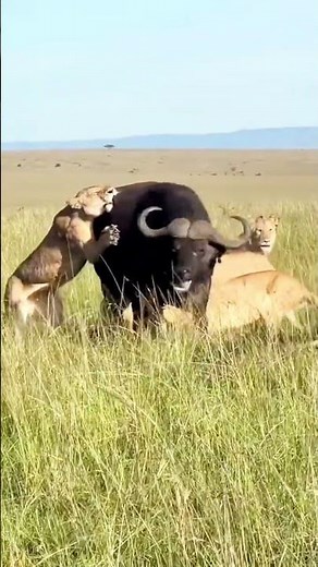 Primitive Hunter on the Hunt – Survival Without Modern Tools#wildlife #africa #lion #lionattack