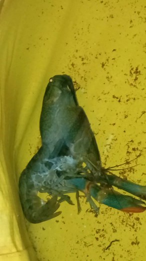 #crayfish #moltingprocess | Glaives