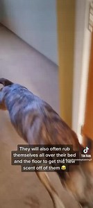 721K views · 15K reactions | Zoomies And What It Means…. … Some dogs...