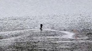 Ring-necked duck | Millertown Junction Cabin Area