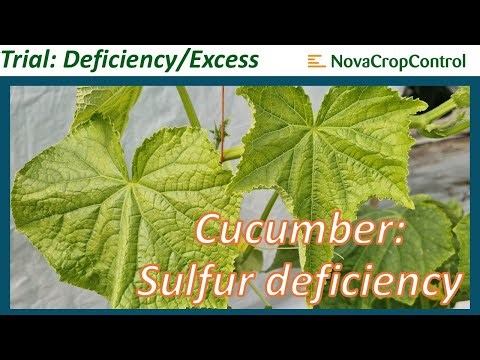 Deficiency/Excess trial Cucumber: Sulfur deficiency