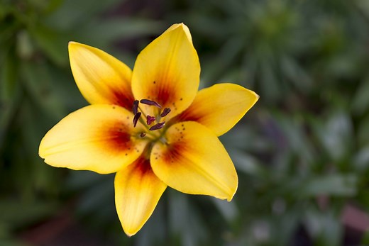 5 Types of Yellow Lilies