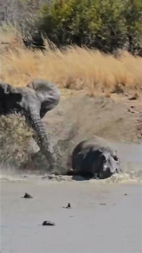 Elephant attacks hippo😱💨 #short