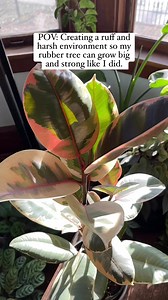 45K views · 311 reactions | Shaking a Ficus trunk vigorously a few times per week can help the plant grow! This motion simulates wind from its natural environment #houseplant #plantsmakepeoplehappy #happyplants #rubbertree | Foraging Fosters | Facebook