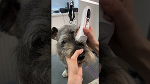 Miniature schnauzer grooming transformation: Step-by-step iconic haircut guide