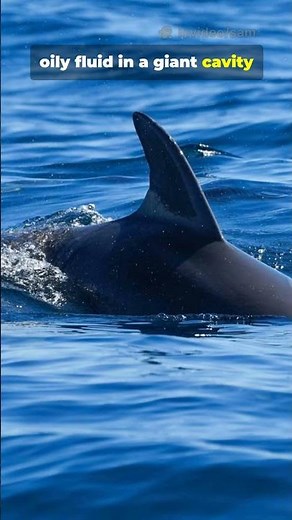 Why Sperm Whales Are Called “Sperm” Whales 🐋