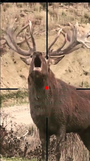 Red Stag Shooting | sparare al cervo rosso | een rood hert schieten
