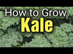 How to Grow Kale from Seed | Gardening for Beginners