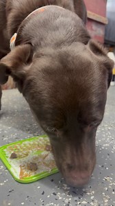 When your family knows how to spoil you… Libby is living the dream with her Spoiled Stay Package! 😋🐕 #happydogs #tailwagging #lickmat | The Barking Barn